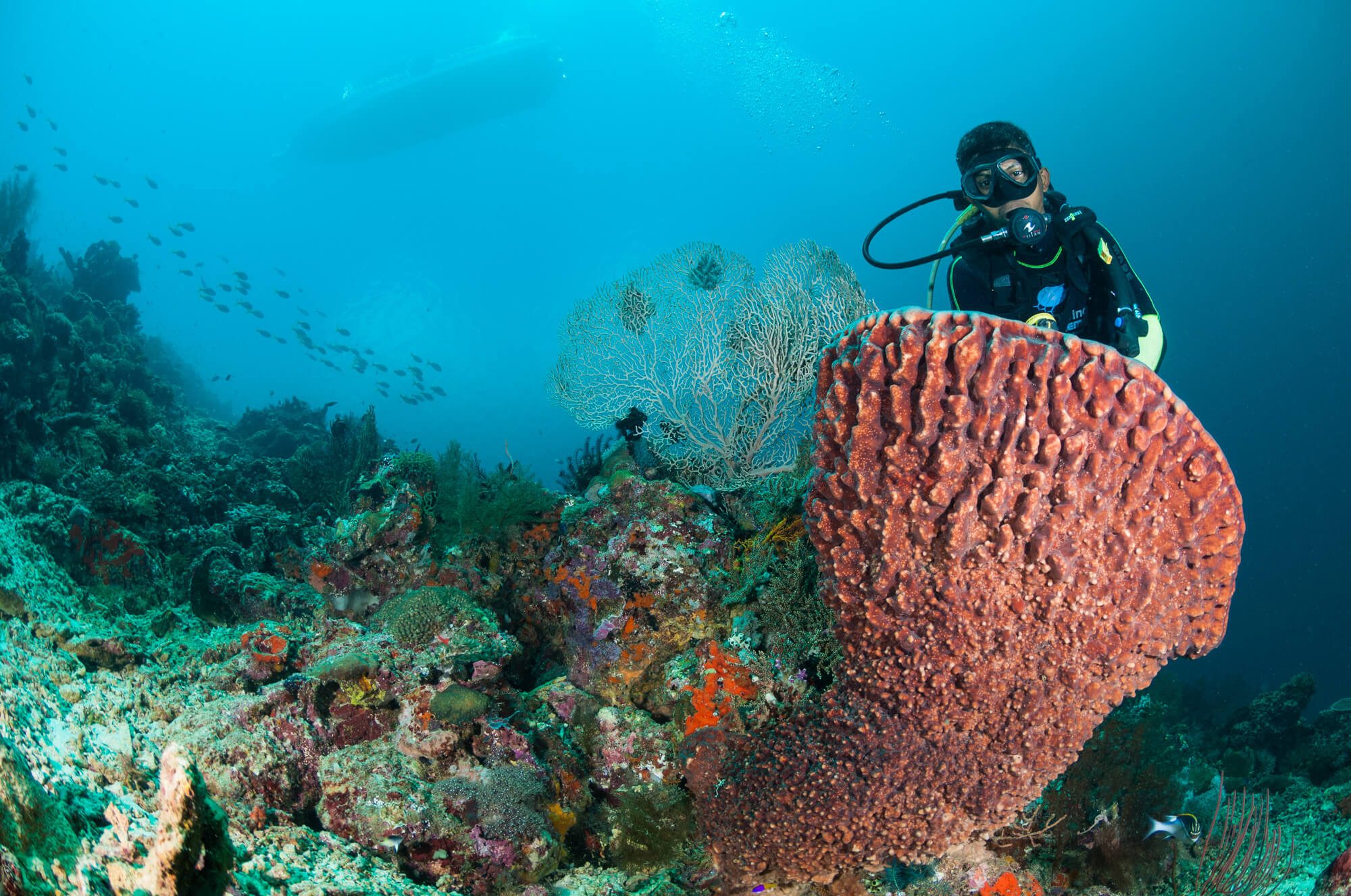 diving in menjangan pemuteran