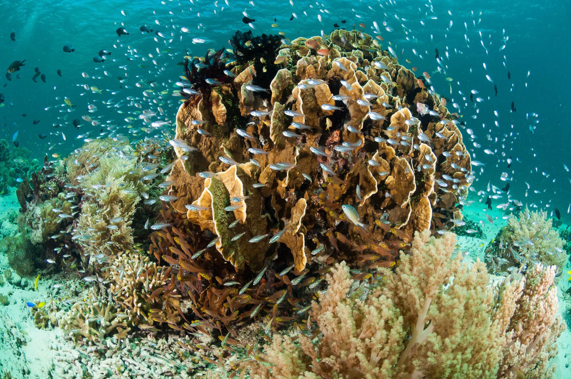 Menjangan's coral reefs are some of the best in Bali, making them a favourite among divers