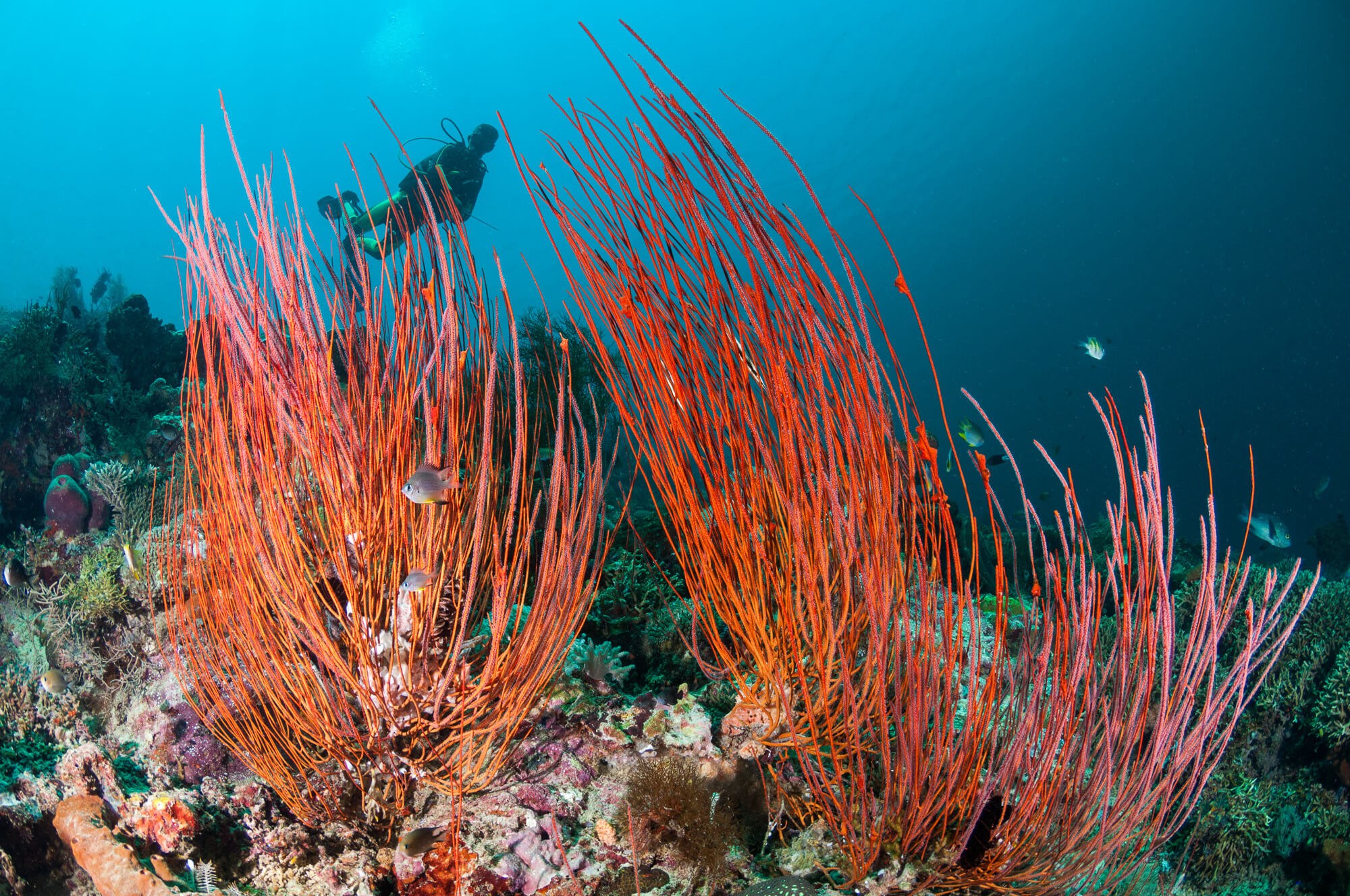 A diver exploring Menjangan's beautiful reefs