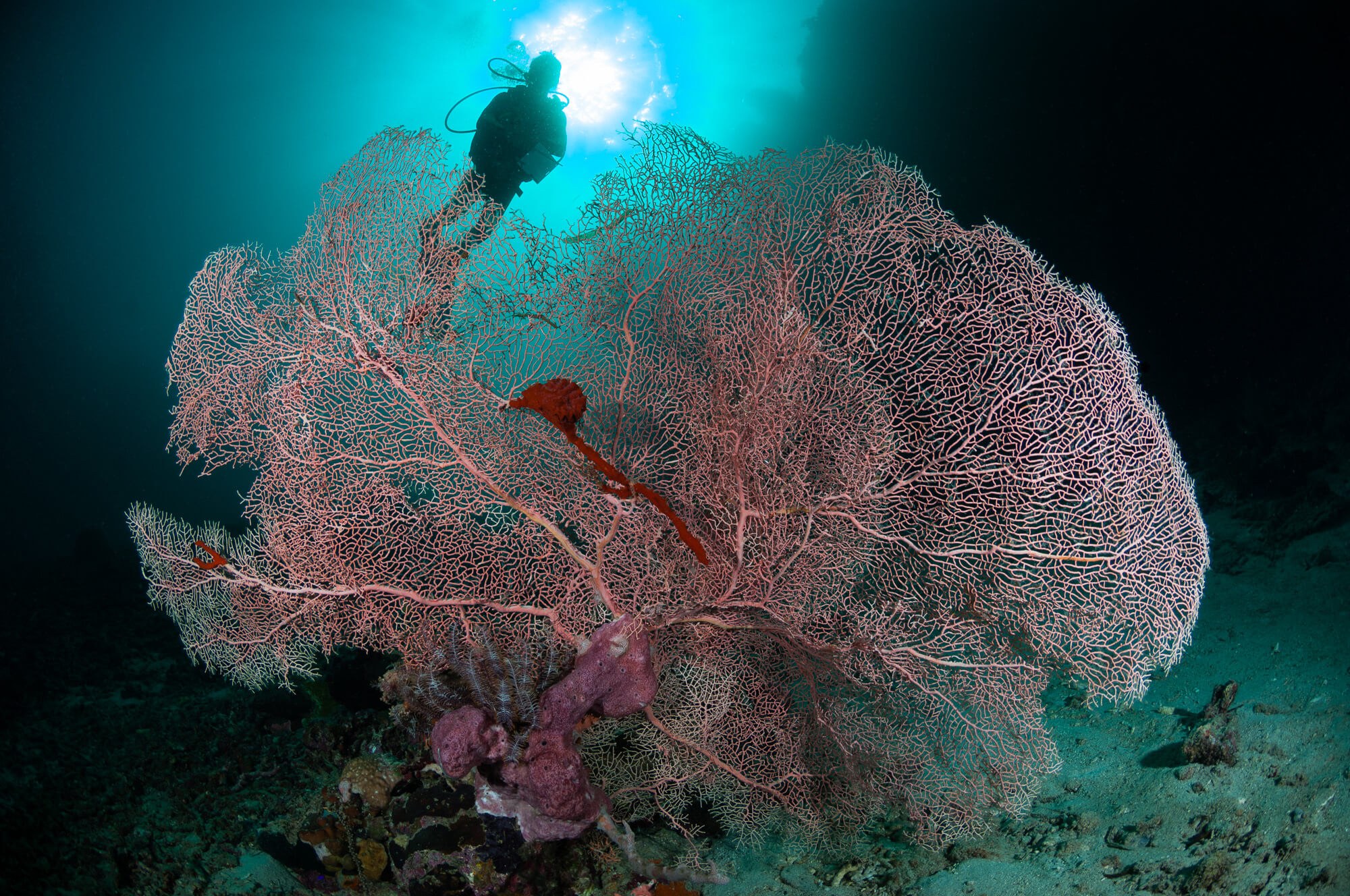 Menjangan is home to the highest concentration of gorgonian sea fans in Bali