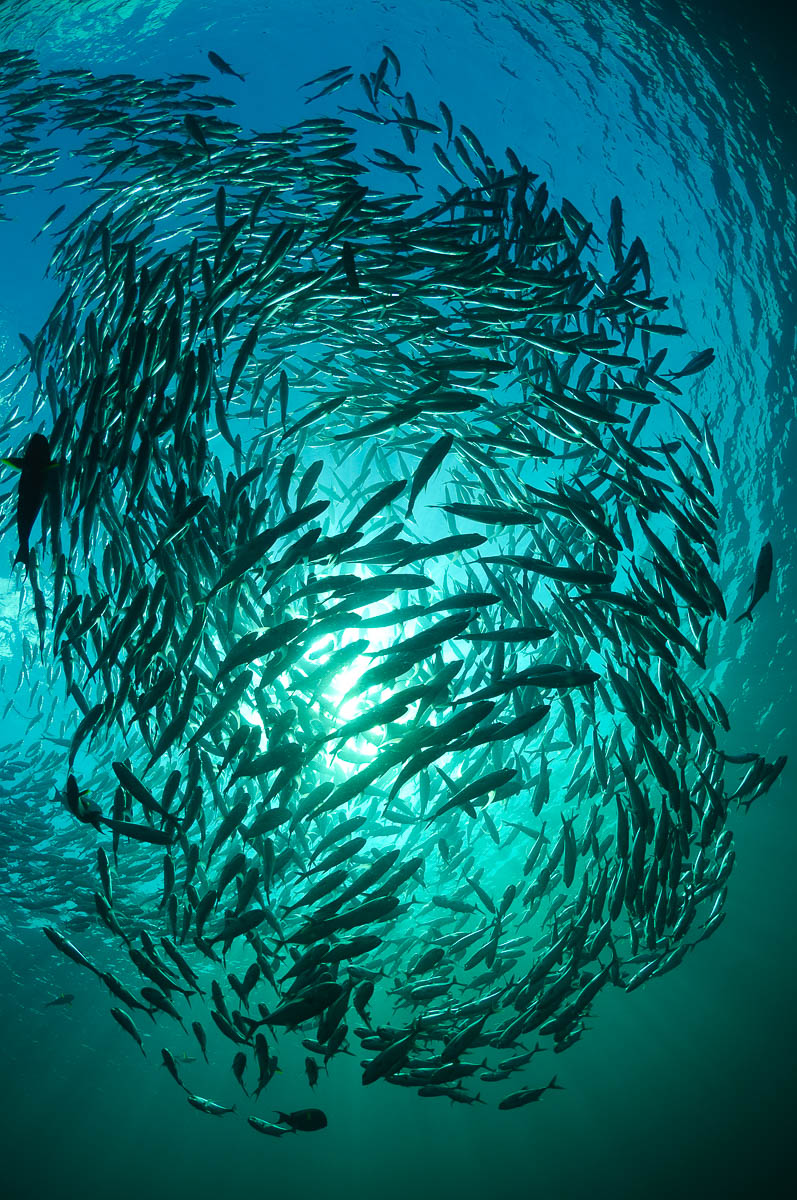 Tulamben Bali Indonesia Diving Liberty Jackfish