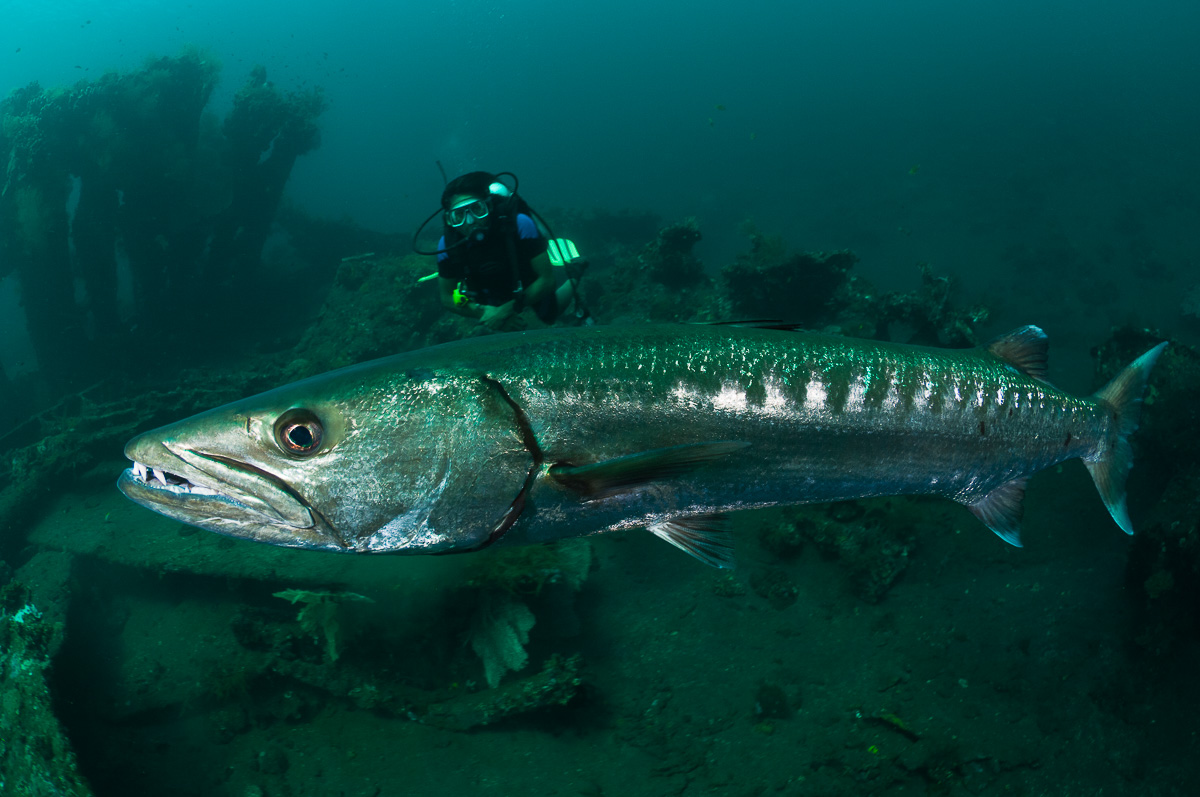 Tulamben Bali Indonesia Diving Liberty Barracuda