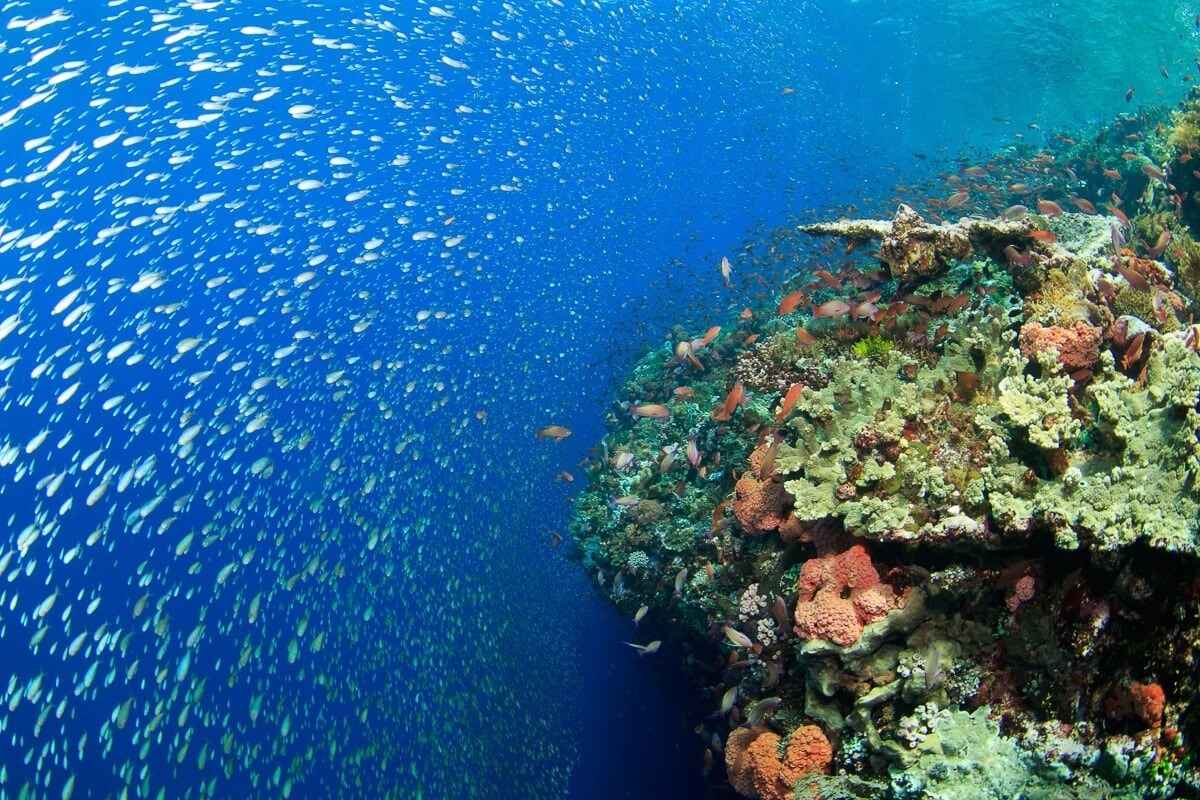 Best coral reef diving in Southeast Asia – Banda sea