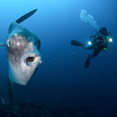 Watch Mola Mola being cleaned in Bali Image