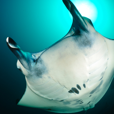 Indonesia Komodo Manta