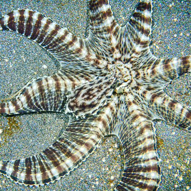 Explore the rich muck diving sites of Sulawesi’s Lembeh Strait Image