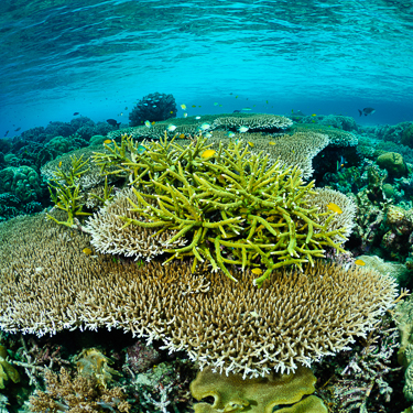 Indonesia Raja Ampat Reefs