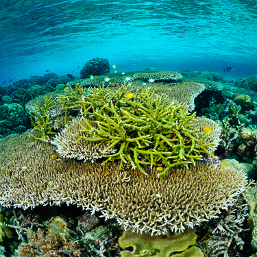 Drift over the world’s most biodiverse coral reefs in Raja Ampat Image