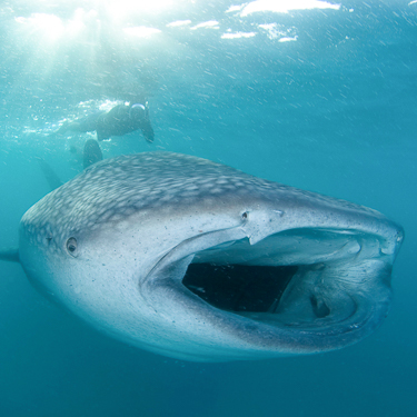 Indonesia Whale Shark Triton