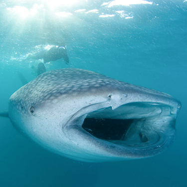 Snorkel with whale sharks in Triton Bay Image