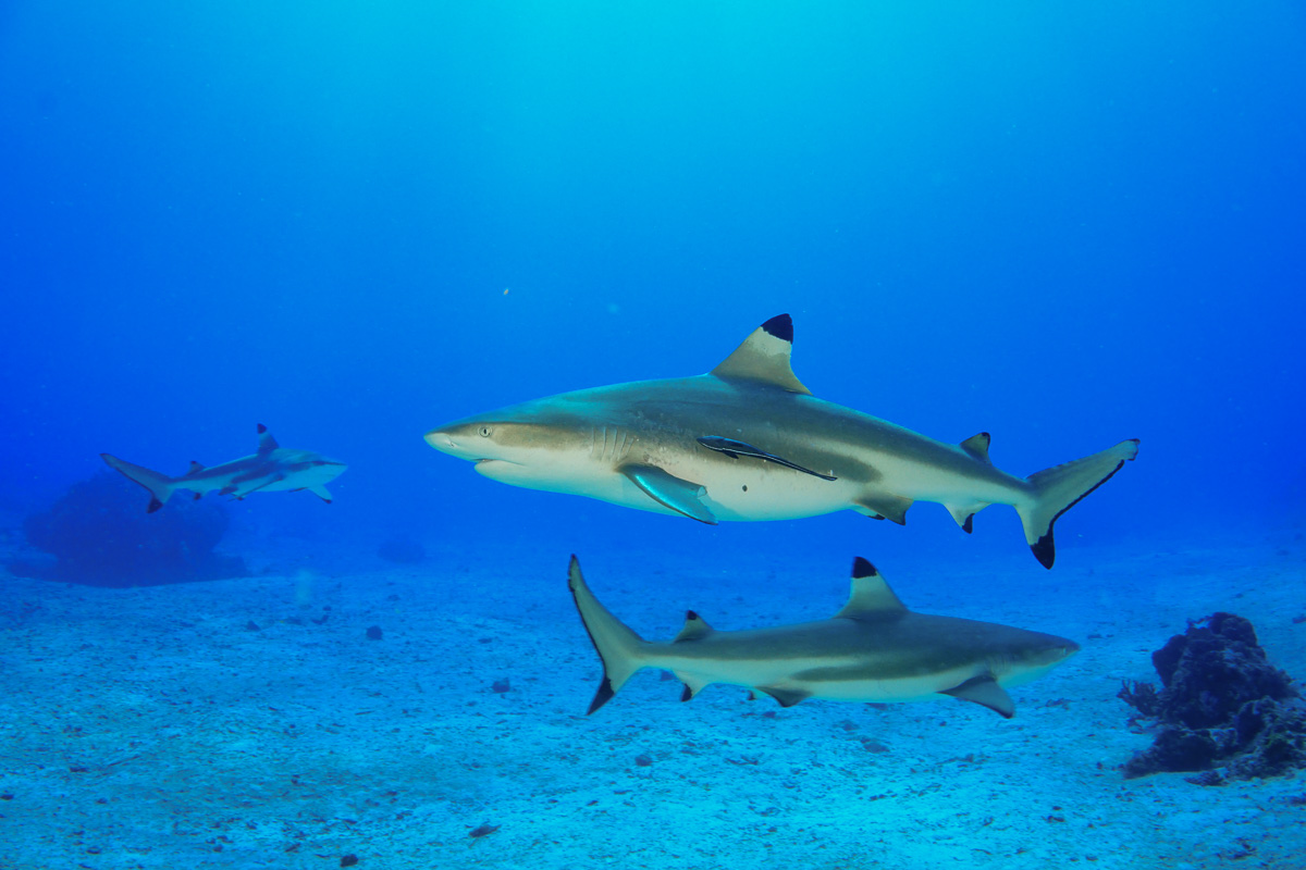 Halmahera Indonesia Scuba Diving 6