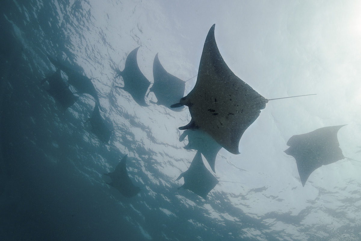 Sangalaki Derawan Maratua Indonesia 5