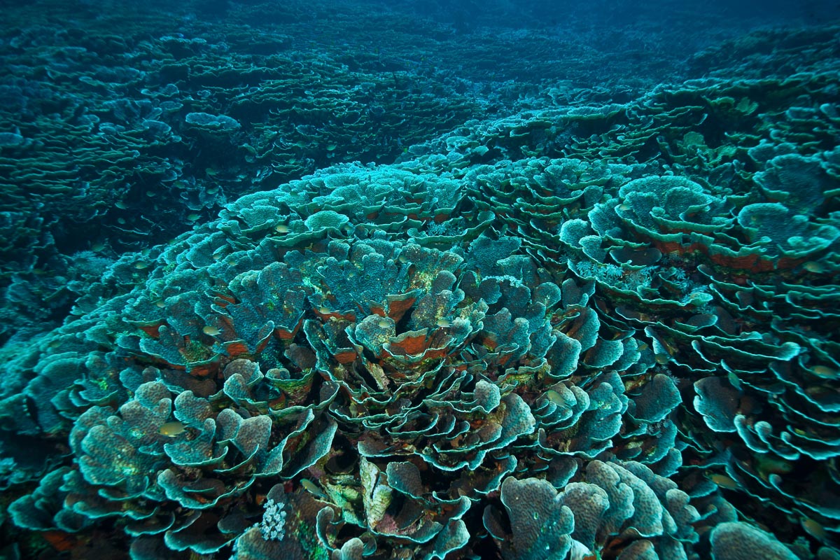 Sangalaki Derawan Maratua Indonesia 6
