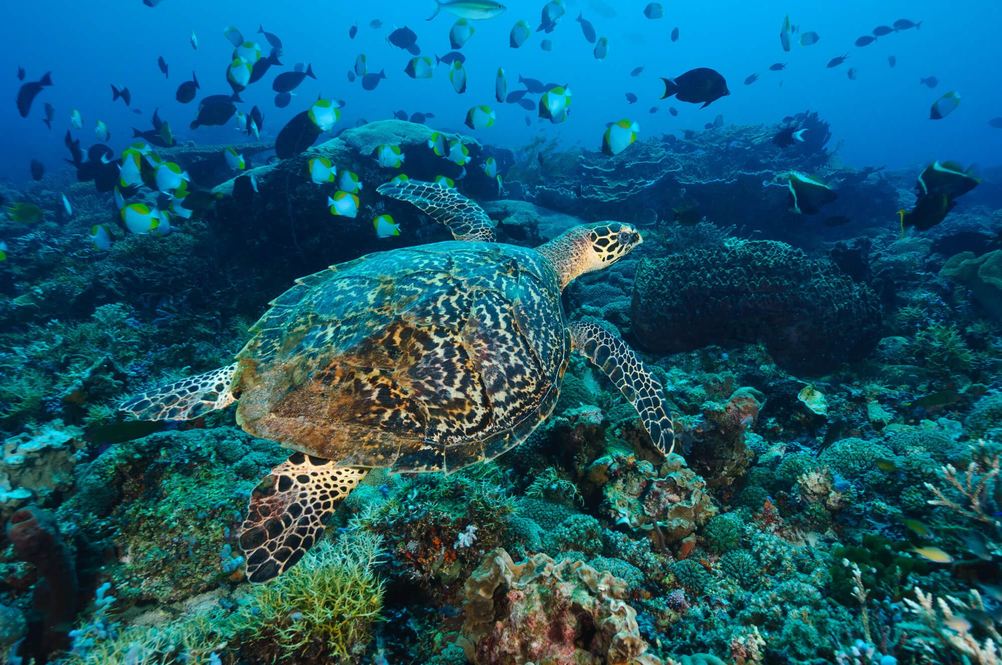 Best Places to Dive with Turtles in Asia | ZuBlu