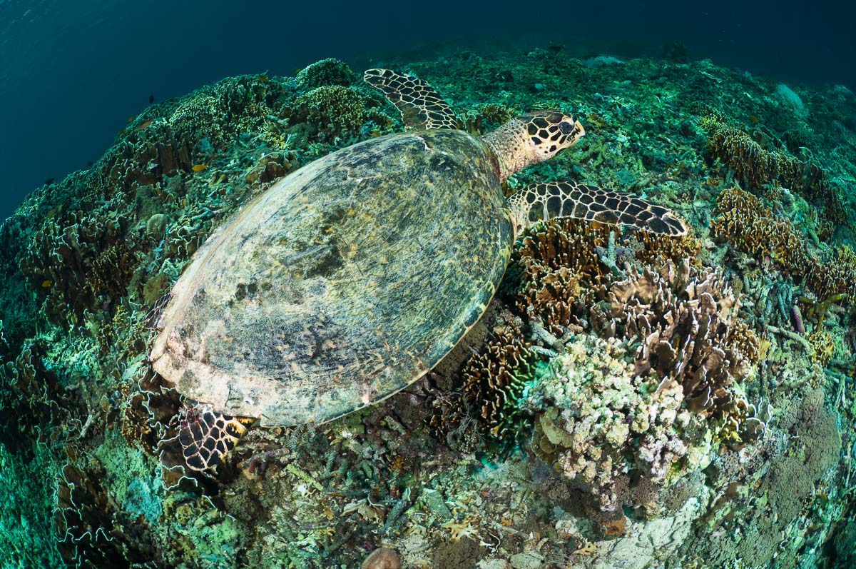 Gili Islands Scuba Diving Trawangan Air Lombok 12
