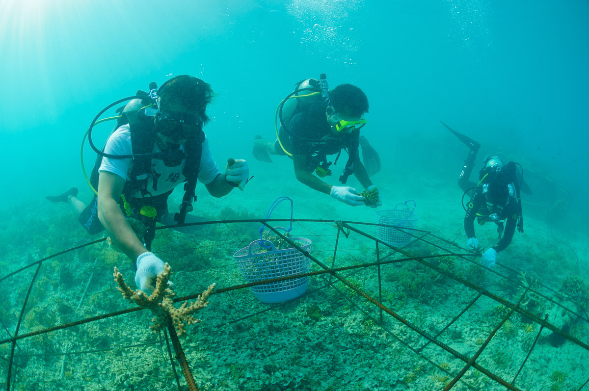 Gili Islands Scuba Diving Trawangan Air Lombok 8