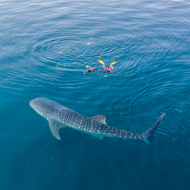 Snorkel with whale sharks in Saleh Bay Image