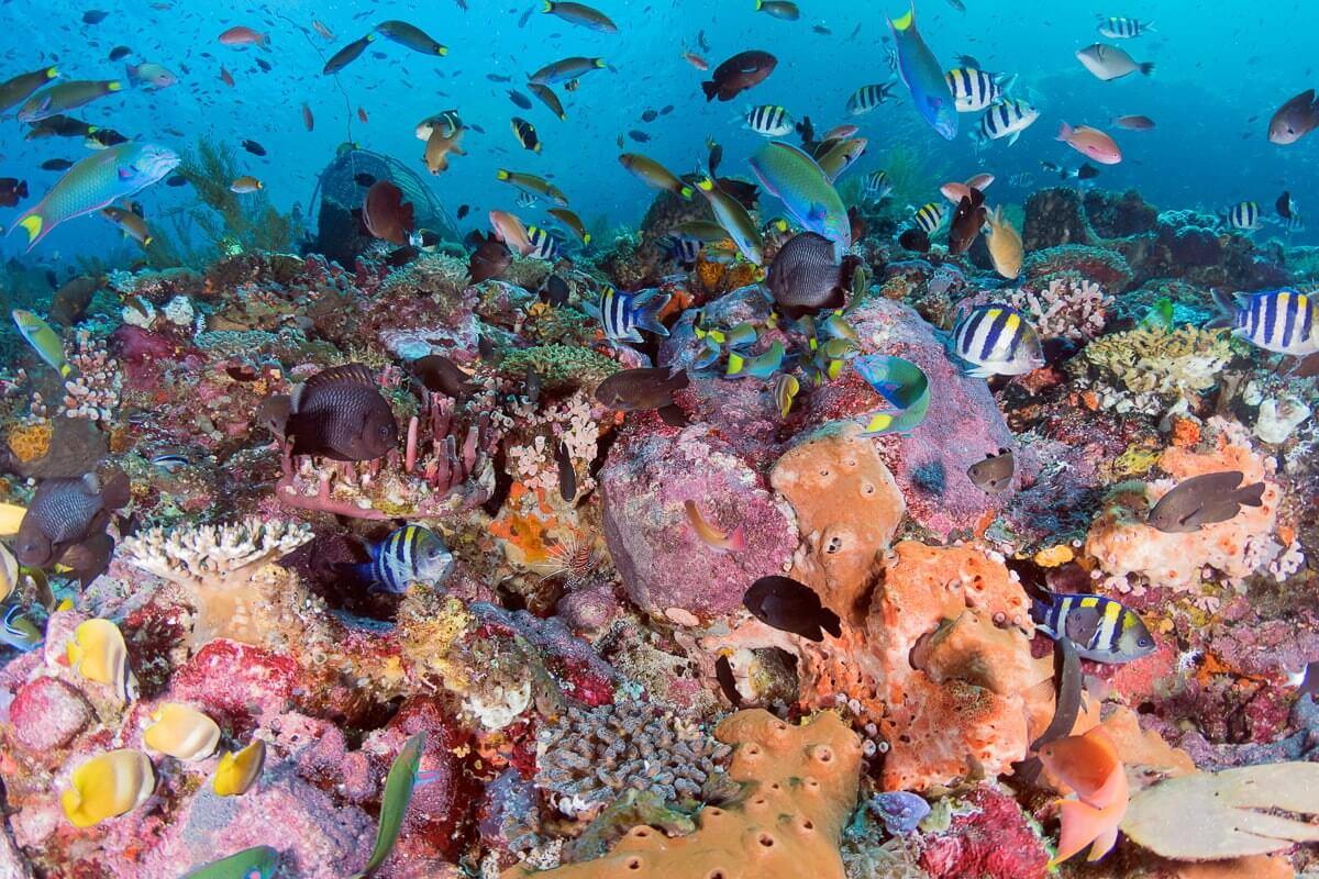 Indonesia’s best reef diving