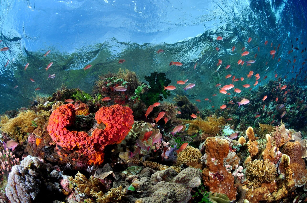 The pristine, secluded sites of Alor and Pantar are popular among liveaboard divers