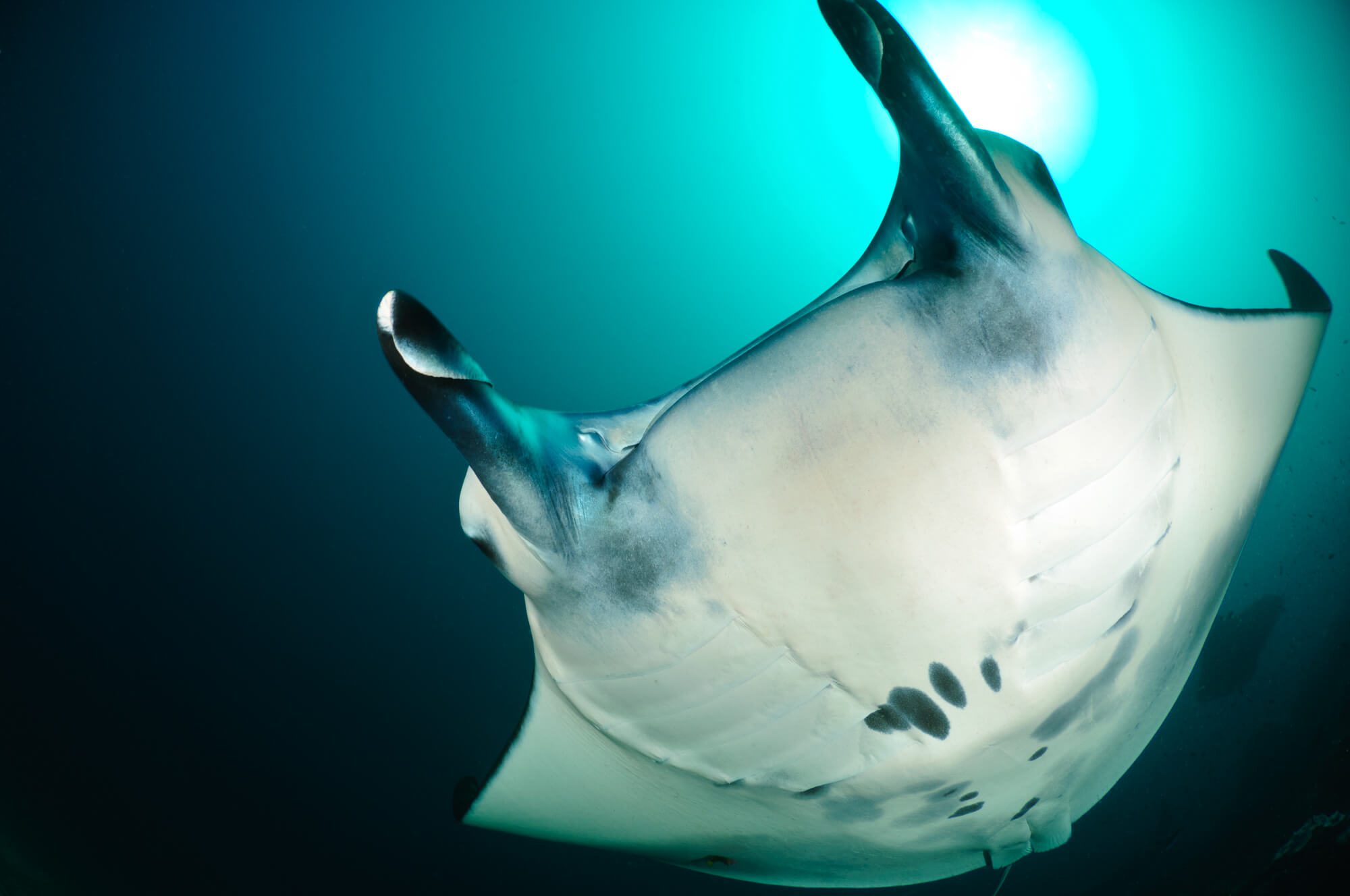 Diving with mantas in Komodo National Park