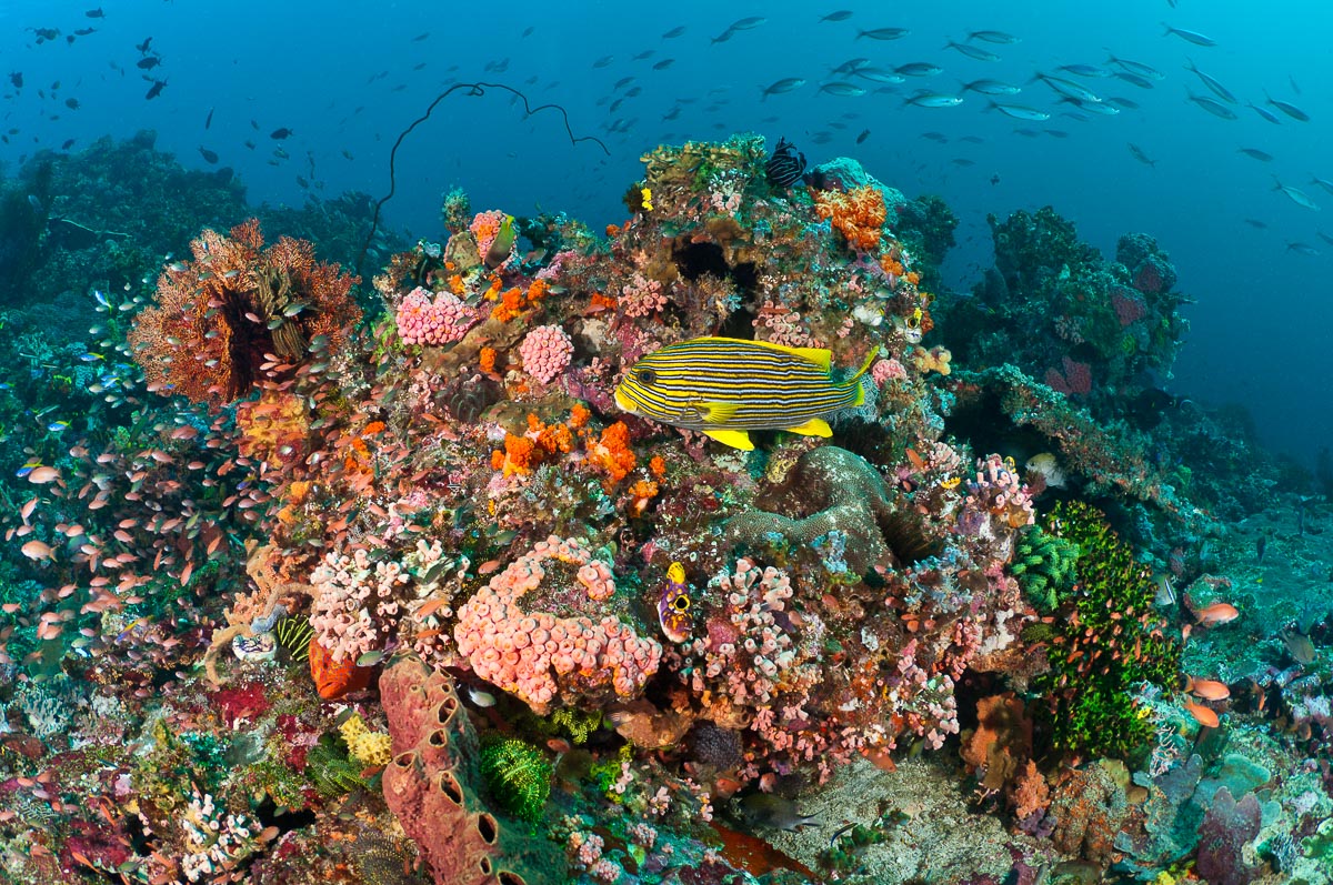 Komodo Indonesia Diving Coral Reef