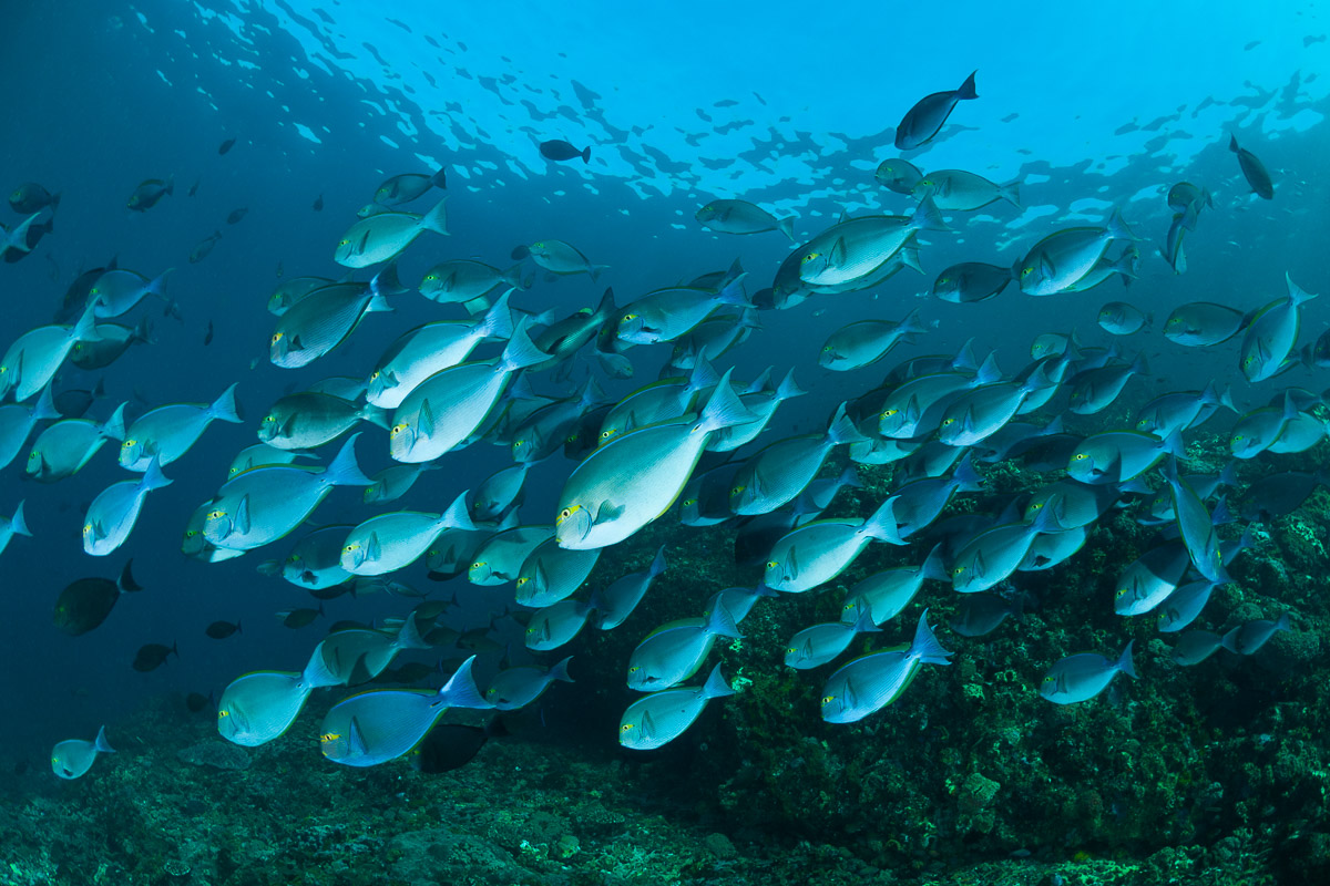 Komodo Indonesia Diving Schooling Fish
