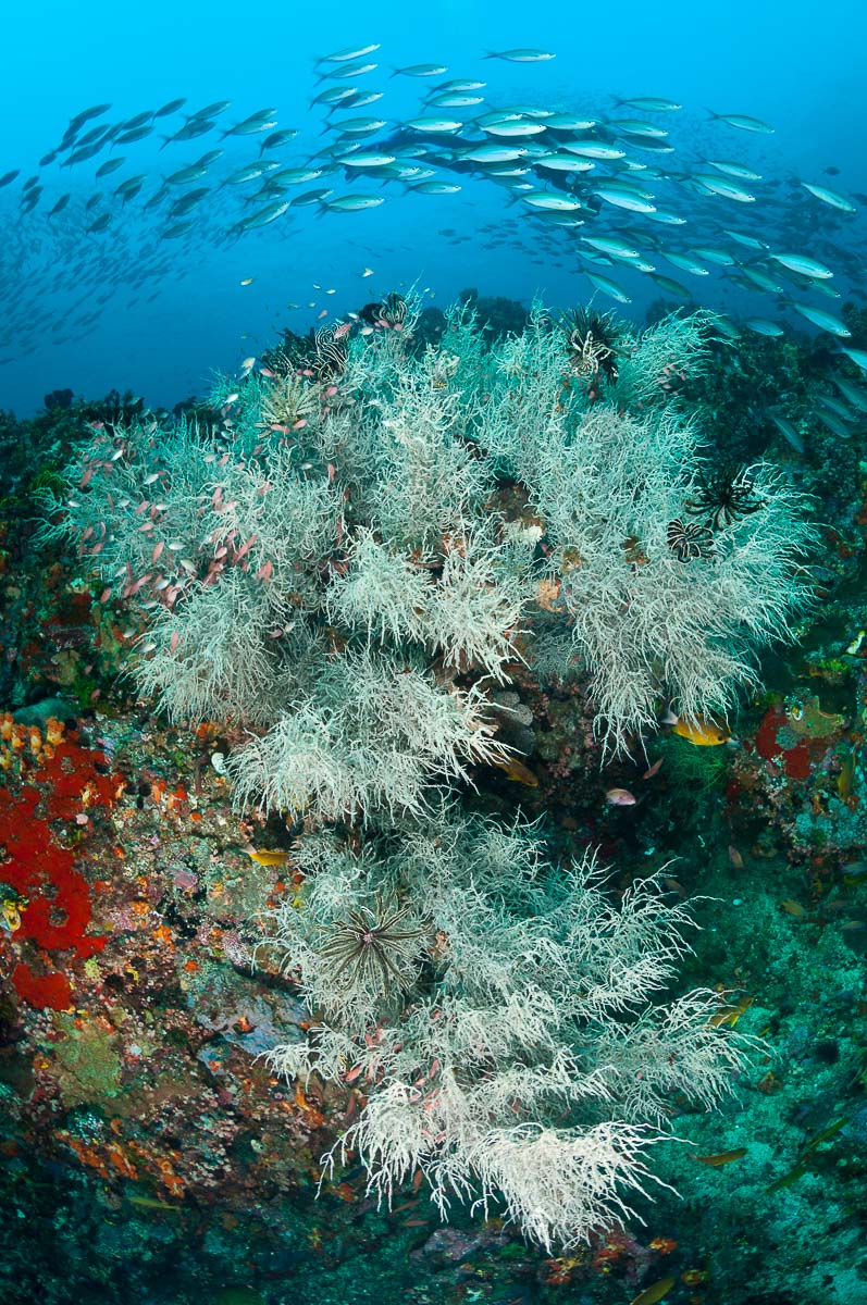 Komodo Indonesia Diving Black Coral