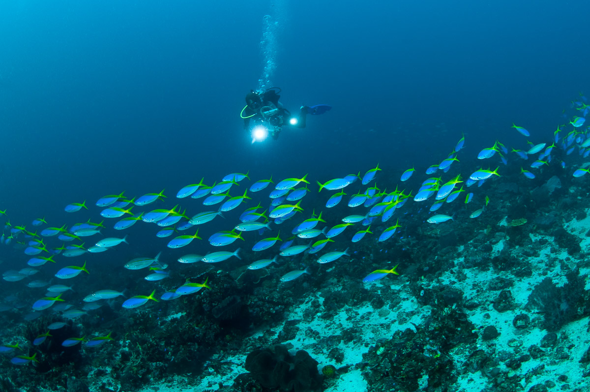 Komodo Indonesia Diving Fusiliers
