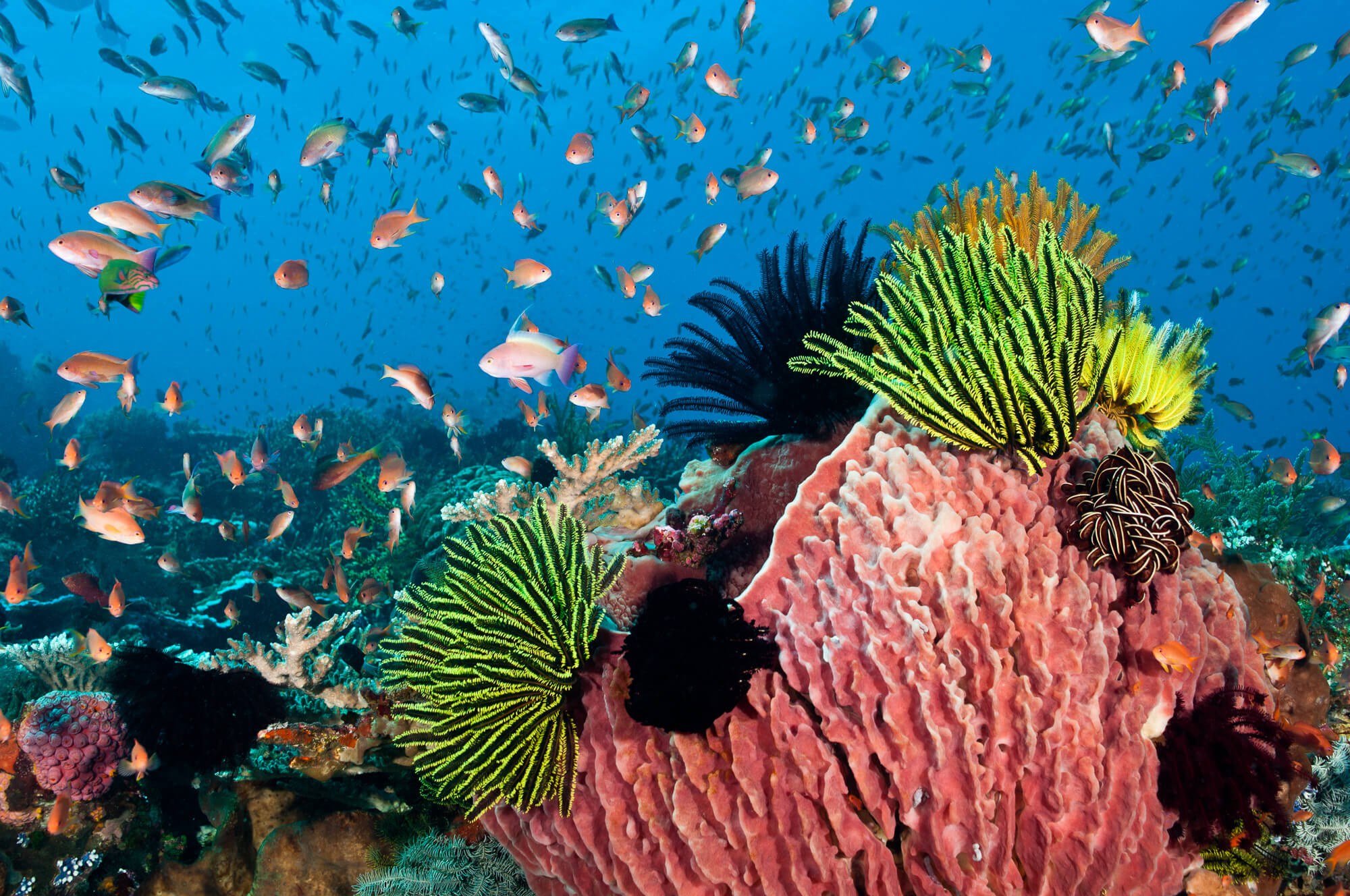 Hard corals dominate north Komodo, while soft corals and filter feeders thrive in the south