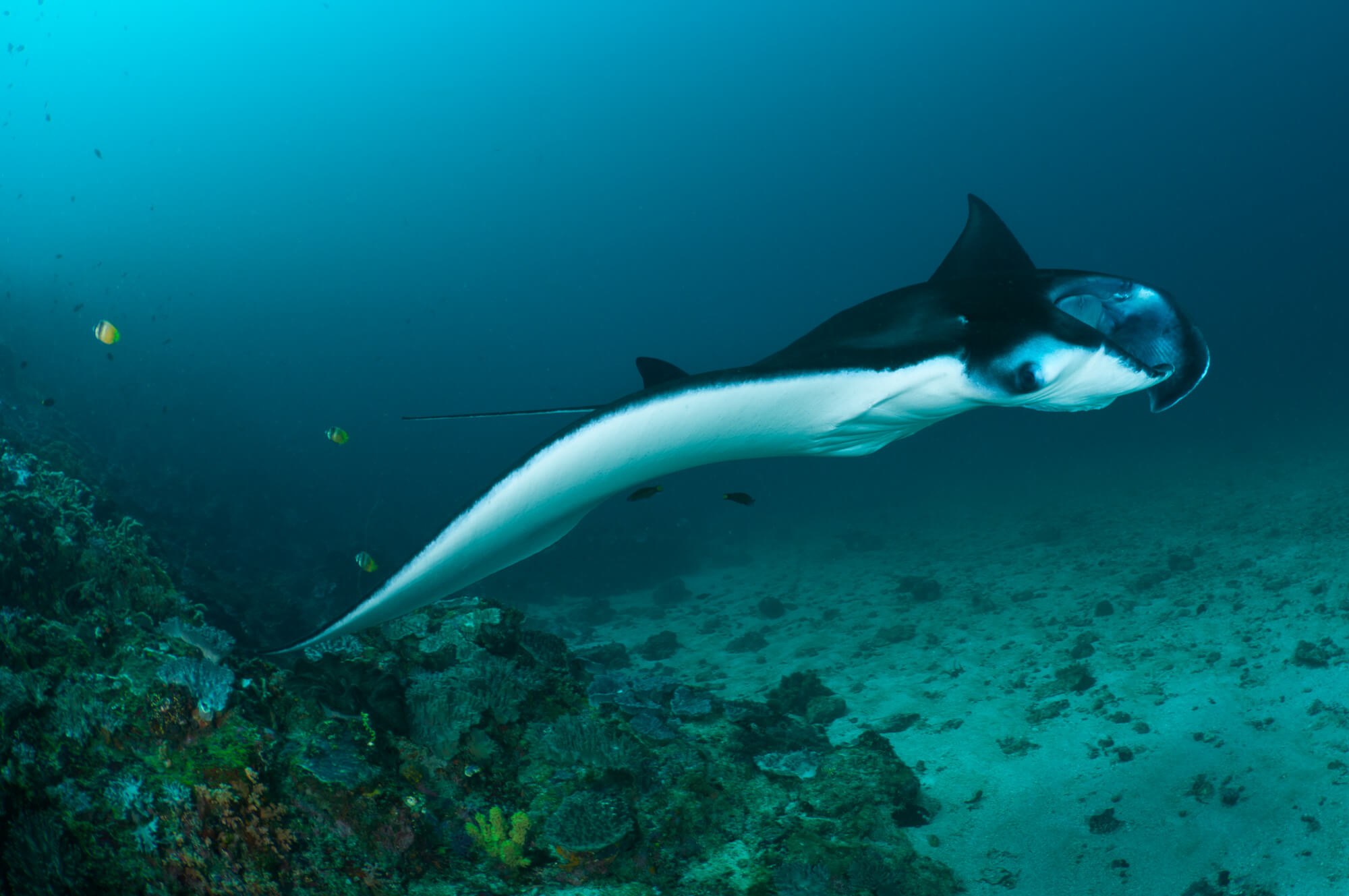 Diving with manta rays in Sangalaki – Kalimantan, Indonesia