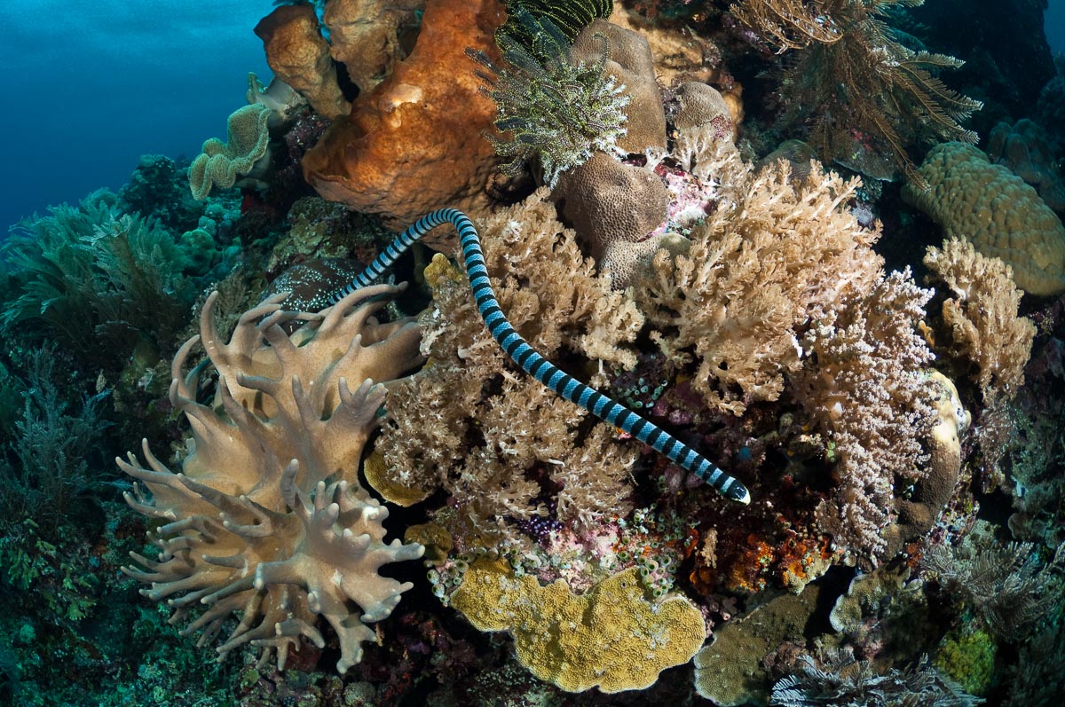 Bangka Gangga Islands Sulawesi Indonesia 4