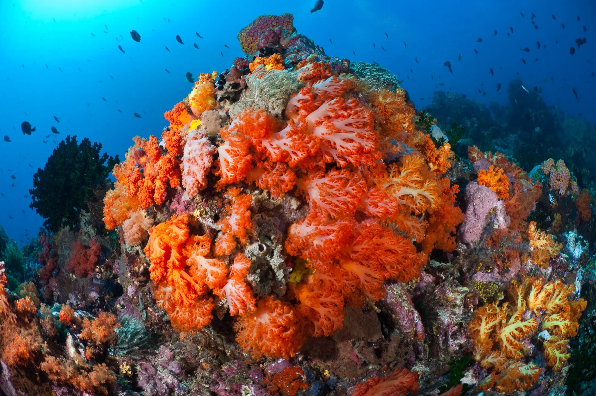 diving in bangka gangga