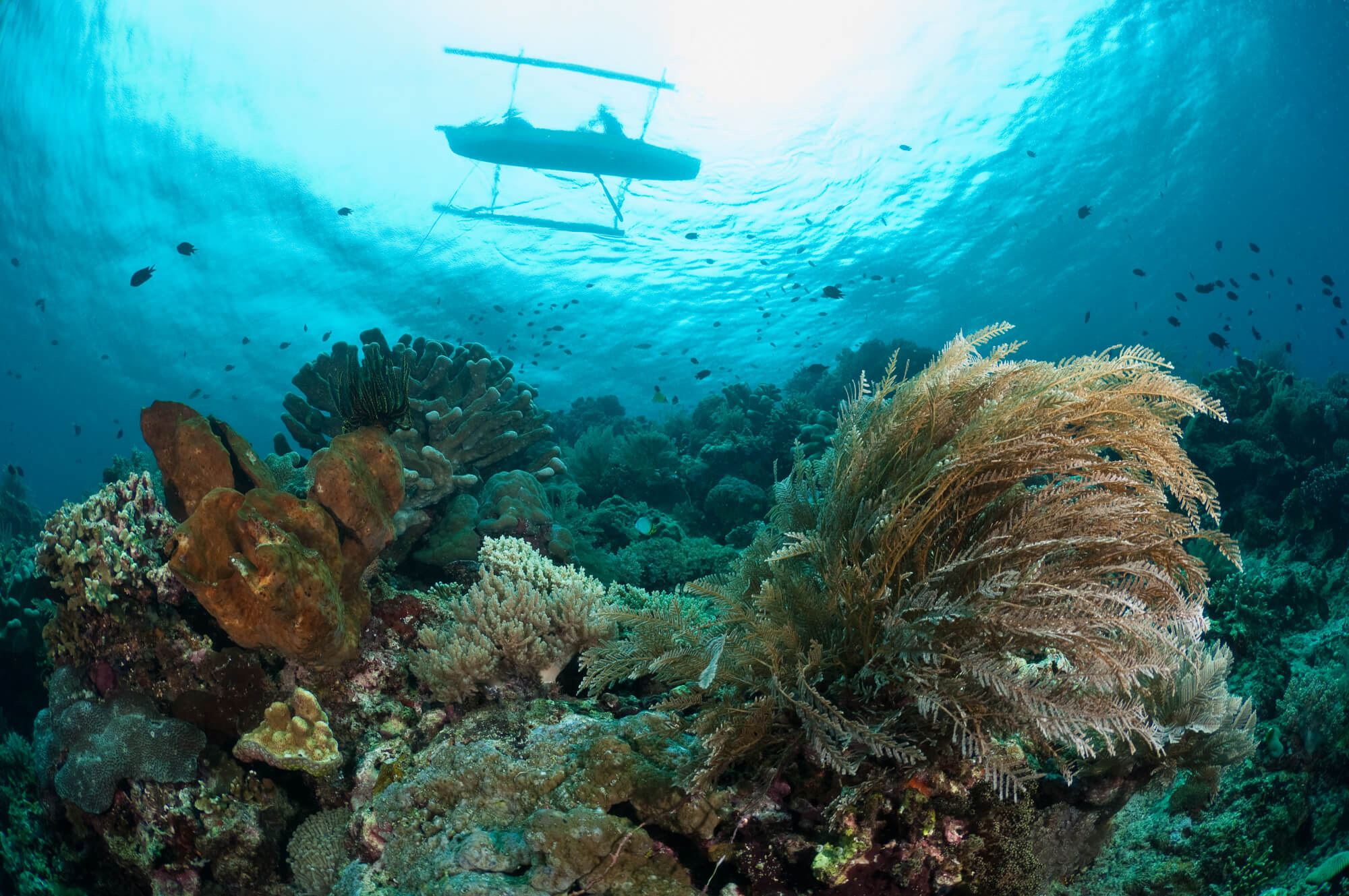 Traditional jukung boat floats above the reef in Bunaken National Park