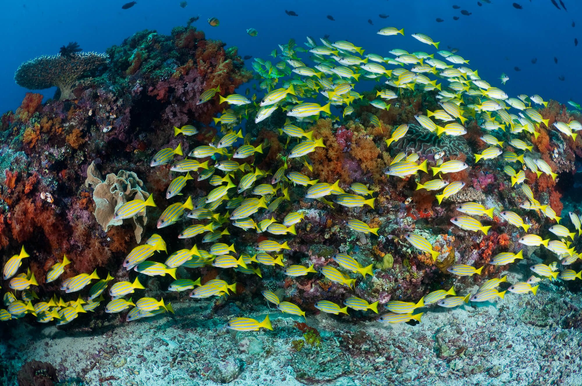 Divers can expect thriving reef life in Bunaken National Park, North Sulawesi