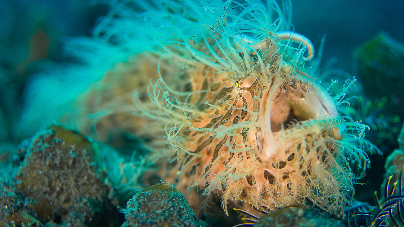 https://www.zubludiving.com/images/Indonesia/Sulawesi/Lembeh/Lembeh-Strait-Indonesia-Banner-2.jpg