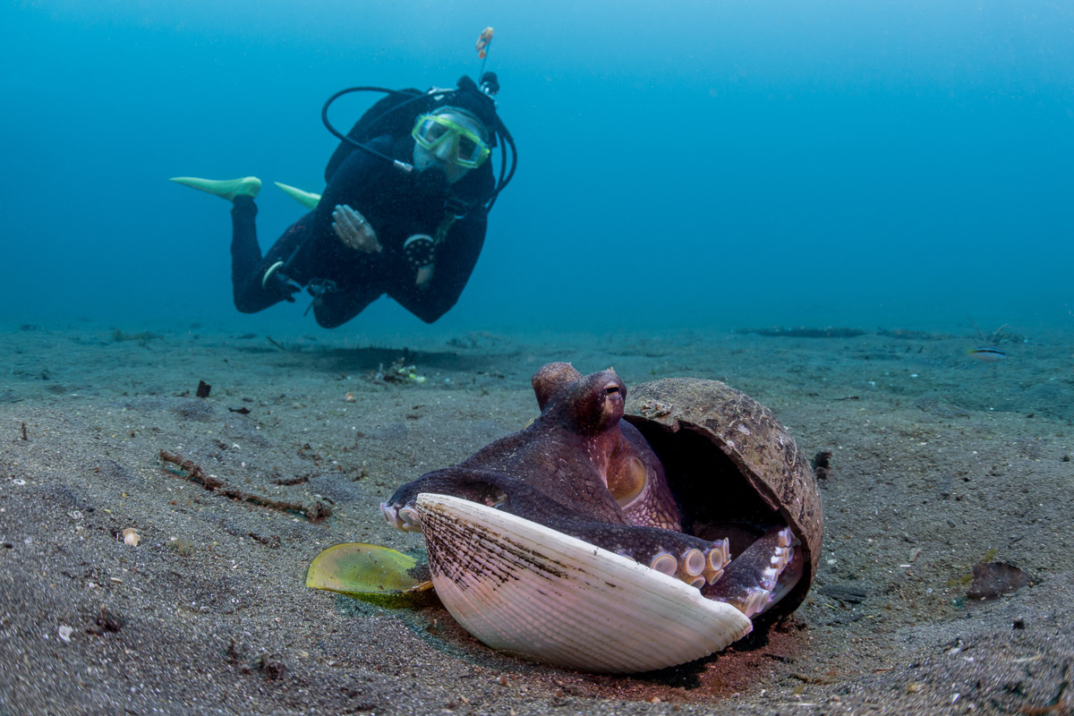 Lembeh Strait Sulawesi Indonesia 10