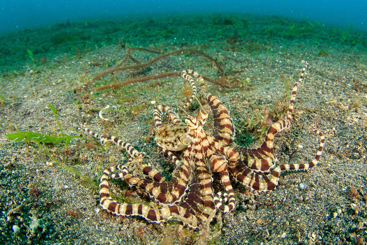 https://www.zubludiving.com/images/Indonesia/Sulawesi/Lembeh/Lembeh-Strait-Sulawesi-Indonesia-3.jpg