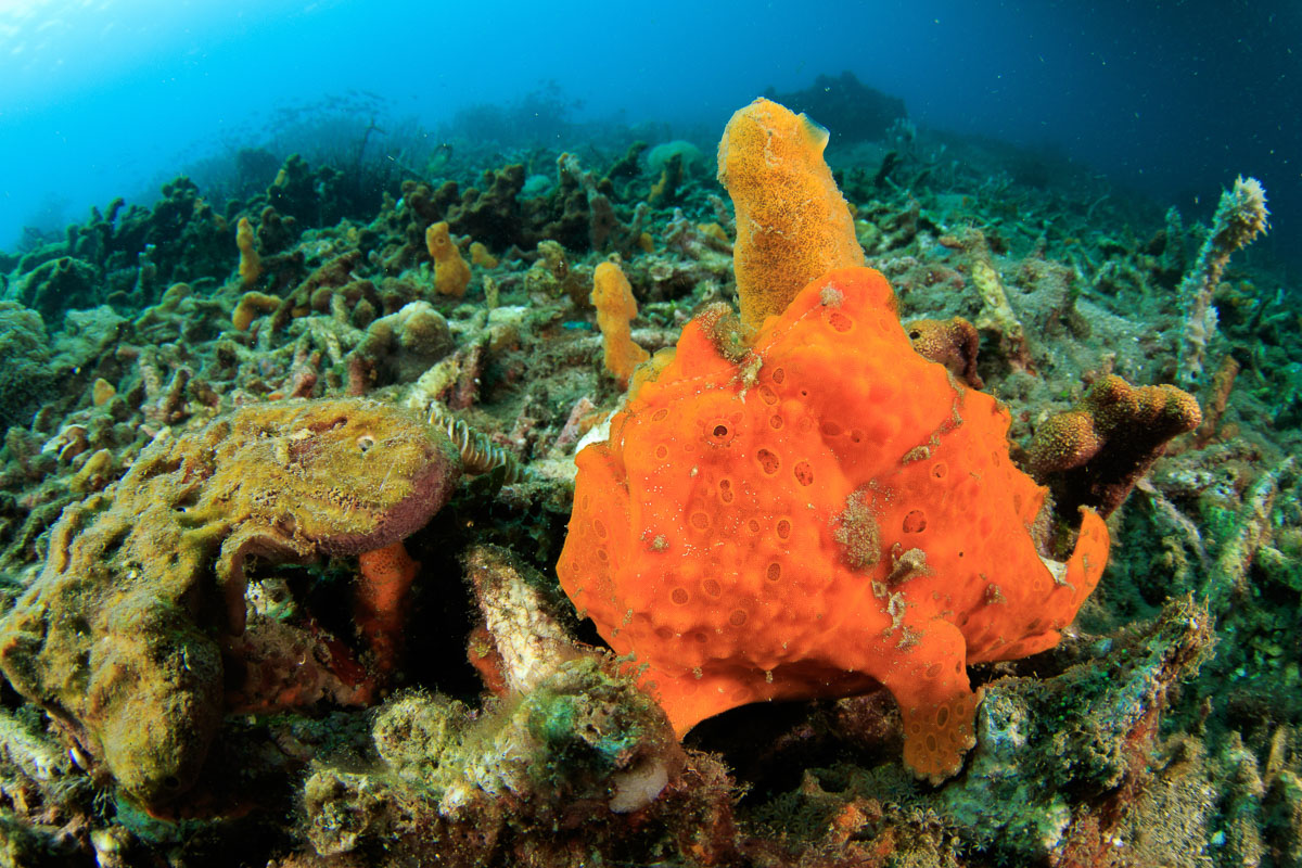 Lembeh Strait Sulawesi Indonesia 6