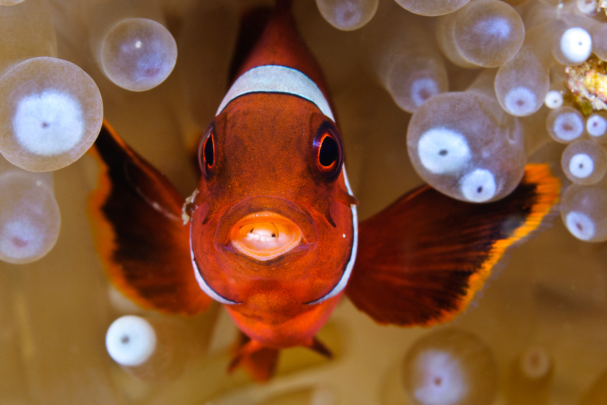 Lembeh Strait Sulawesi Indonesia 7