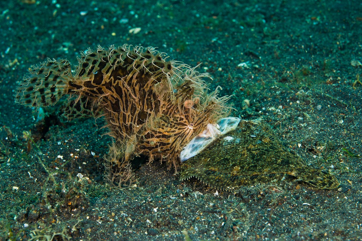 Lembeh Strait Sulawesi Indonesia 8