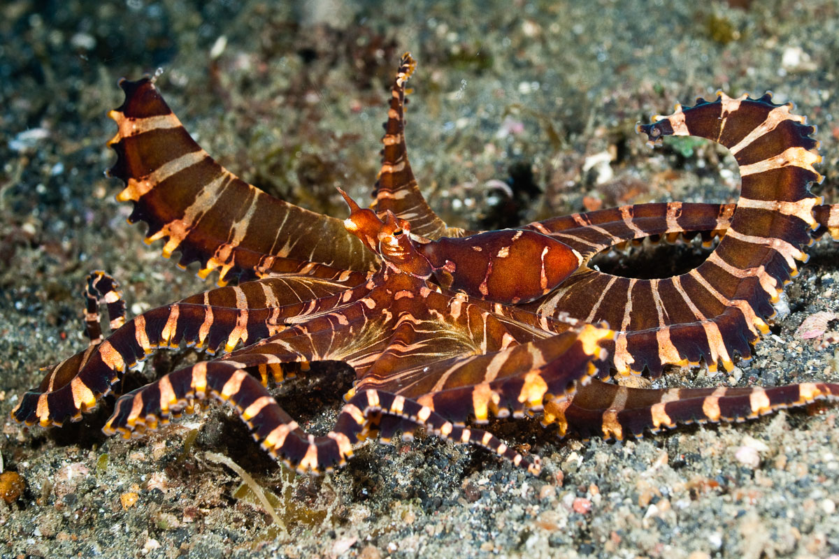 Lembeh Strait Sulawesi Indonesia 9