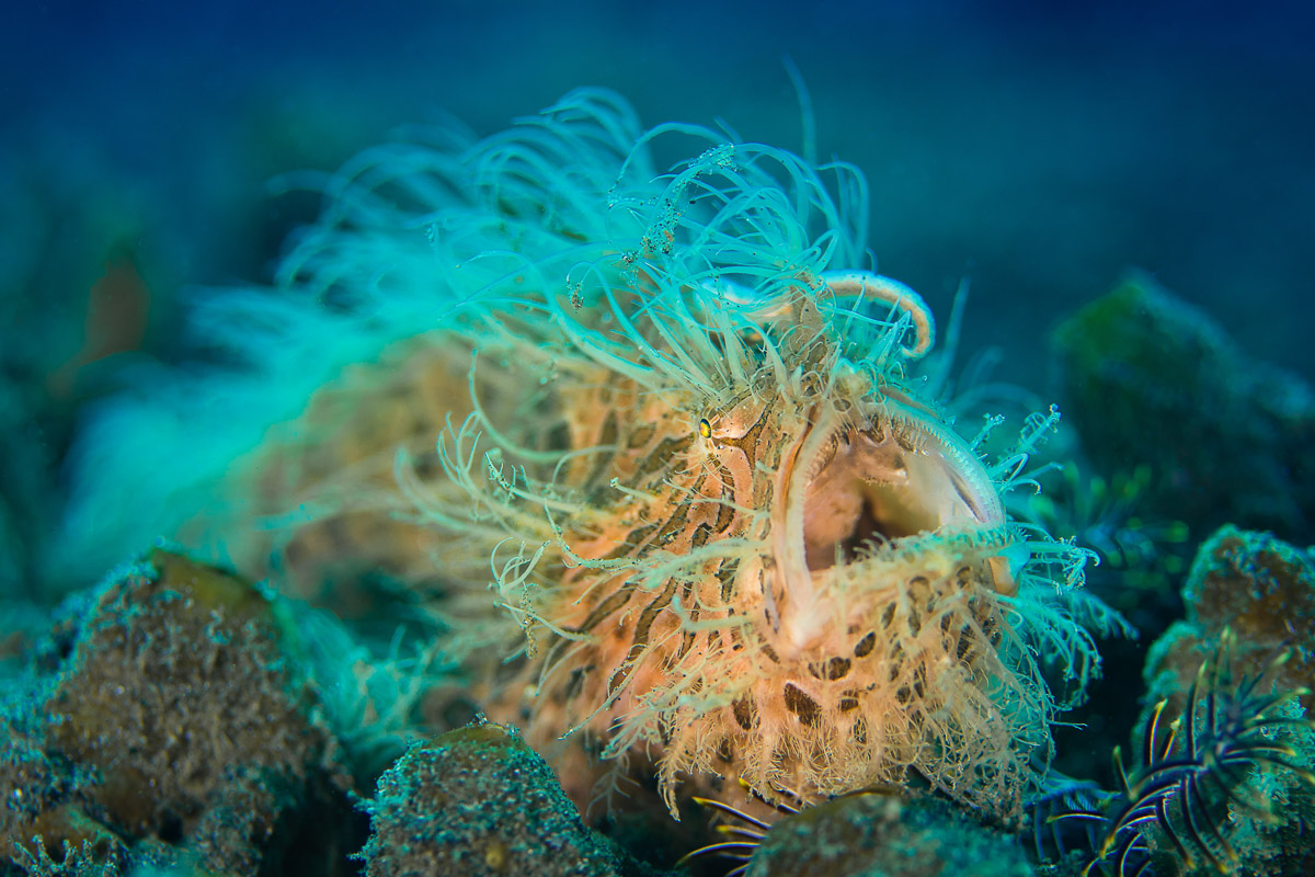 Lembeh Strait Sulawesi Indonesia