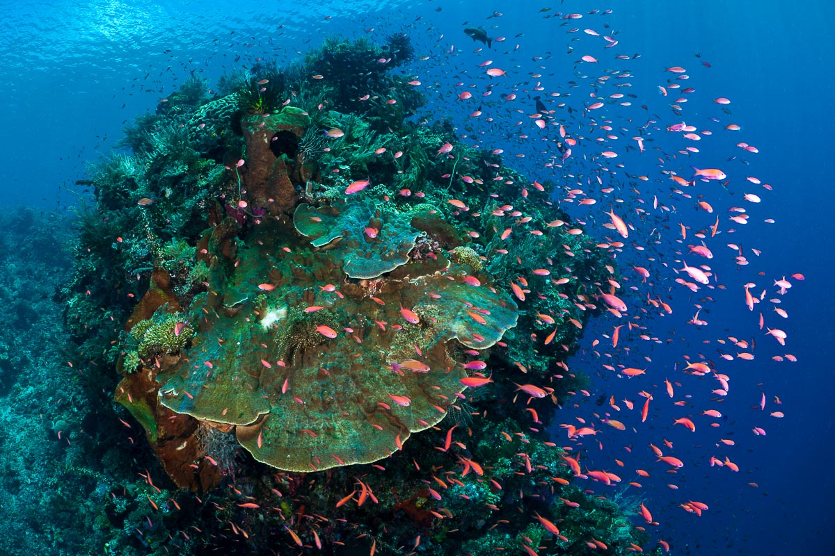 bunaken diving trip manado