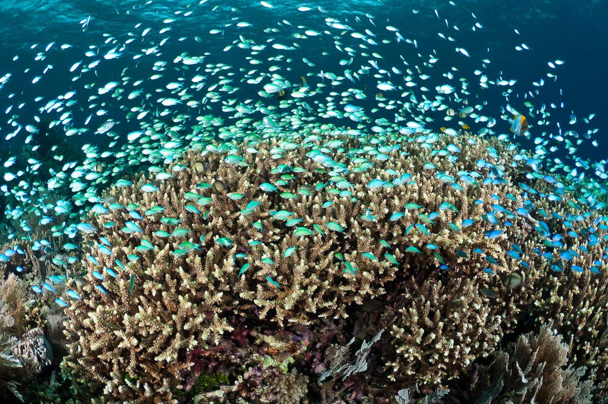 Bunaken Sulawesi Indonesia Scuba Diving