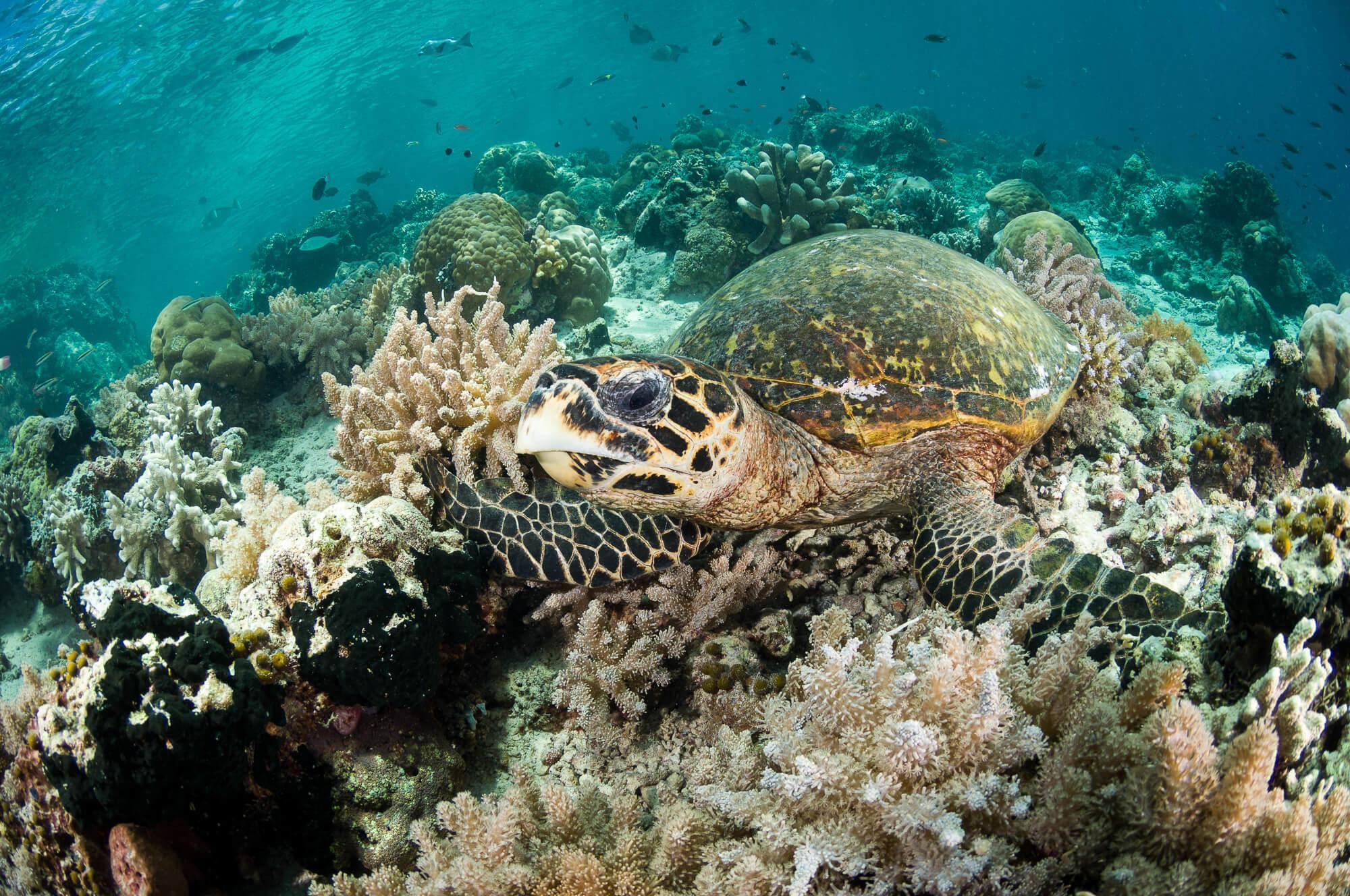 Scuba diving with turtles in Bunaken Marine Park, Indonesia