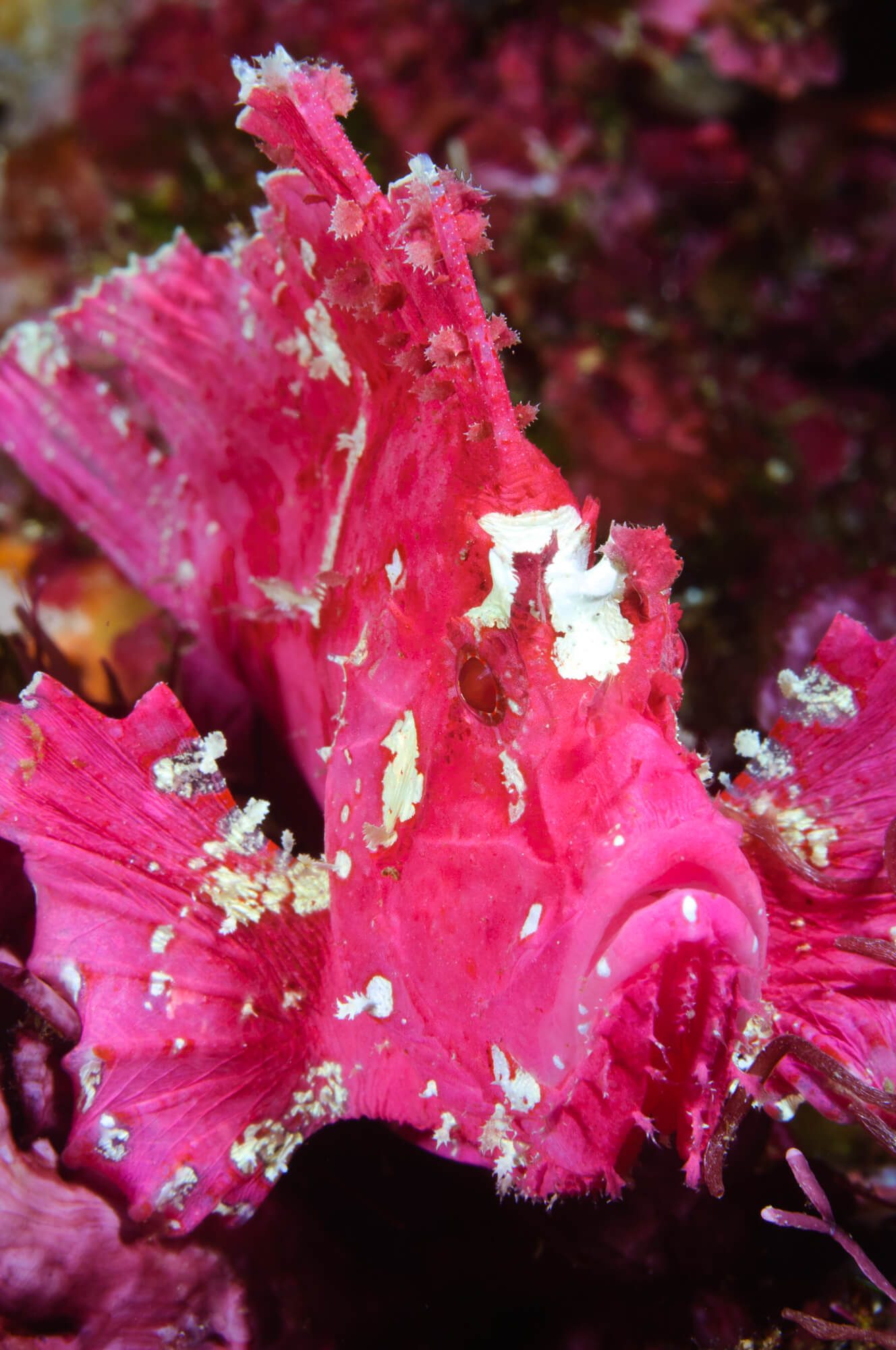 Bunaken Sulawesi Leaf Scorpionfish