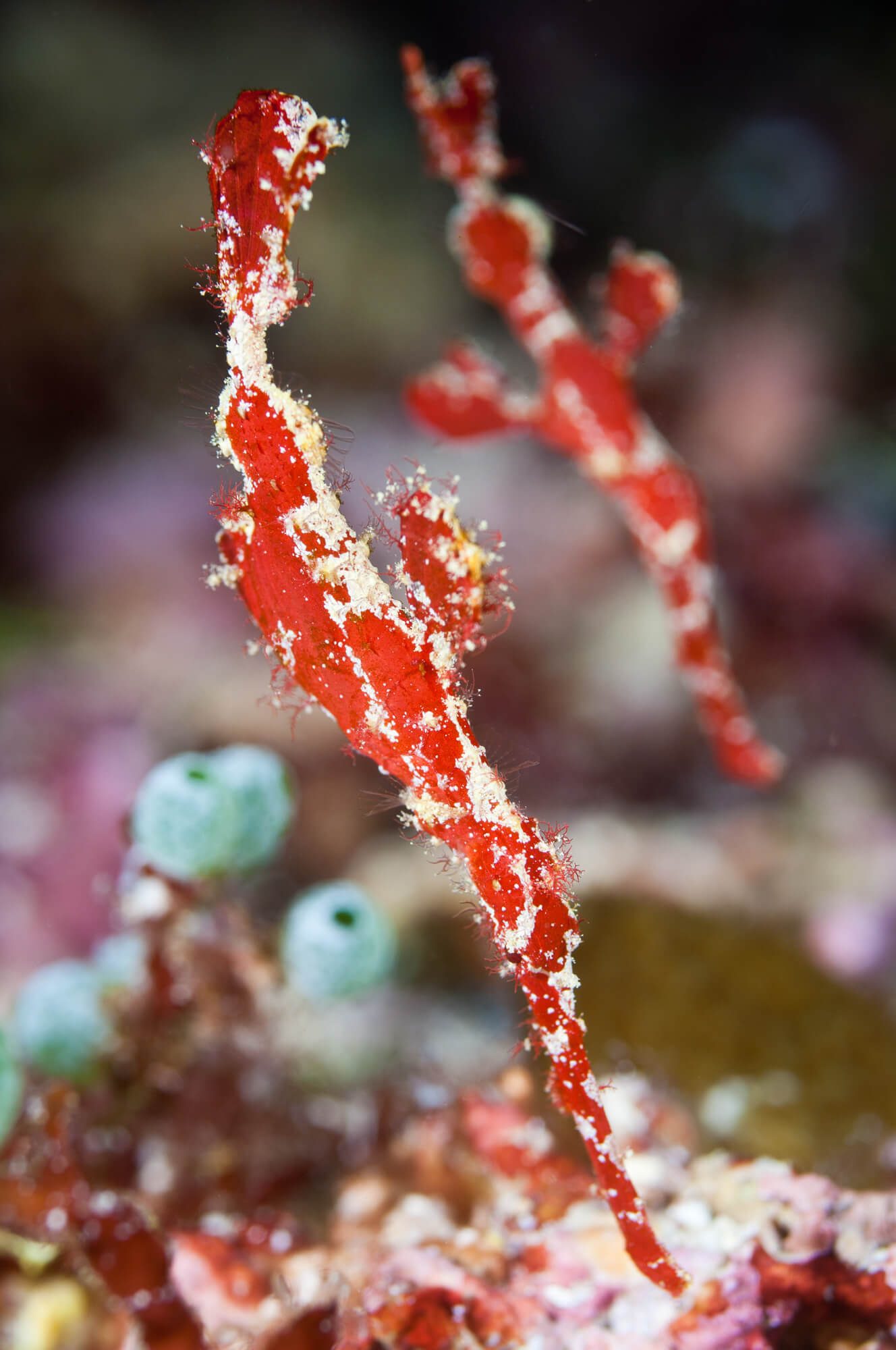 Bunaken Sulawesi Ghostpipefish