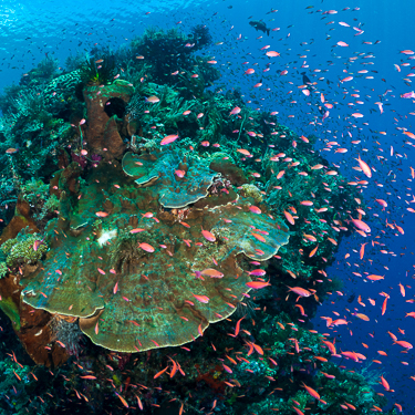 Dive the plunging walls and reefs of the Bunaken National Park Image