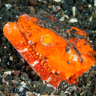 Experience the world’s best muck diving in the Lembeh Strait Image