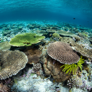 Visit Indonesia’s largest barrier reef at Wakatobi National Park Image